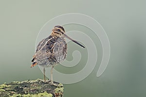 Wilson`s Snipe, Gallinago delicata, relaxing on perch photo