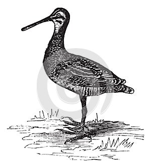 Wilson`s Snipe or Gallinago delicata. Vintage engraving