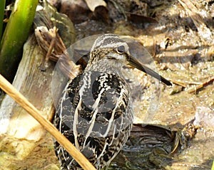 Wilson`s Snipe Gallinago delicata photo