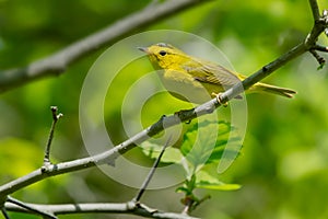 Wilson`s Warbler - Cardellina pusilla