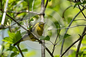 Wilson\'s Warbler (Wilsonia pusilla) Ontario