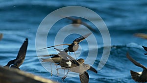 Wilsons petrel landing from sky and eating a dead sea lion