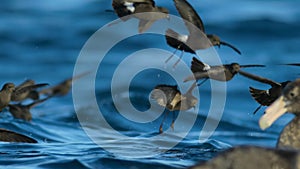 Wilsons petrel landing from sky and eating a dead sea lion