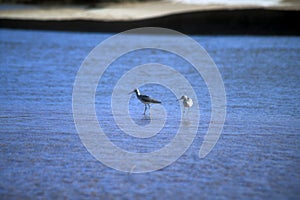 Wilsons Phalarope Birds Wading in a River