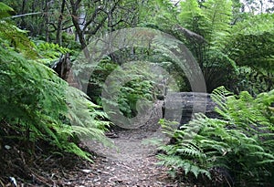 Wilsons Promontory Track photo