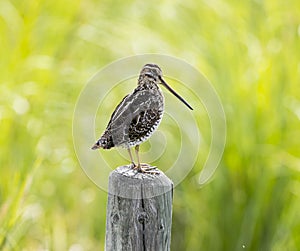 A Wilsons Snipe