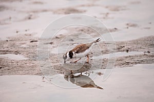 Wilsons snipe shorebird Charadrius wilsonia forages for fiddler crabs