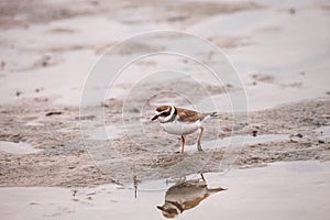 Wilsons snipe shorebird Charadrius wilsonia forages for fiddler crabs