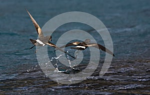 Wilsons Stormvogeltje, Wilsons Storm-petrel, Oceanites oceanicus