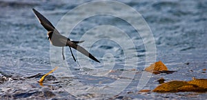 Wilsons Stormvogeltje, Wilsons Storm-petrel, Oceanites oceanicus