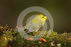 Wilsov Warbler, Wilsonia pusilla, New World warbler from Costa Rica. Tanager in the nature habitat. Wildlife scene from tropical
