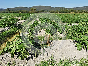 wilt disease on potaton in production field