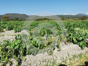 wilt disease on potaton in production field