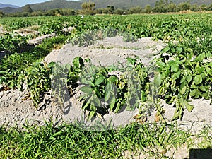 wilt disease on potaton in production field