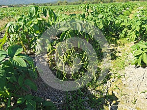 wilt disease on potaton in production field