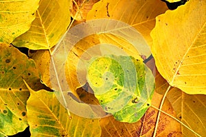 Wilt yellow Bo leaf heap on the floor texture background