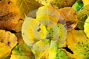 Wilt yellow Bo leaf heap on the floor texture background