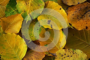 Wilt yellow Bo leaf heap on the floor texture background