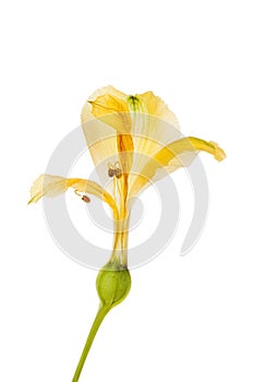 Wilted alstroemeria flower