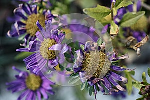 Wilted asters