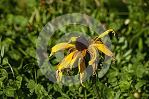 A wilted black-eyed Susan flower (rudbeckia hirta) in the afternoon sunshine