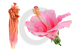 wilted and bloom hibiscus Rosa sinensis flower isolated on white