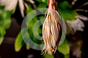 Wilted bloom of a Night blooming cereus against a black background