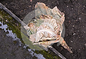 Wilted Cabbage