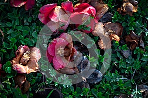 Wilted camellia flowers scattered on the ground