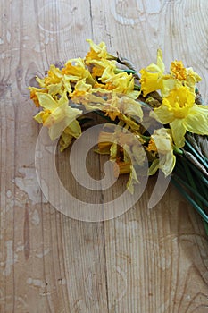 Wilted daffodil flowers on a wooden table