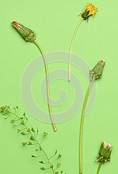 Wilted dandelion with stem on a green background, top view