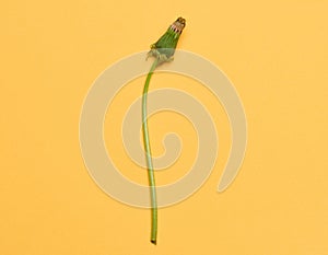 Wilted dandelion with stem on a yellow background, top view