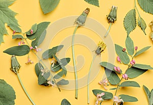 Wilted dandelion and various leaves and flowers on a yellow background, top view