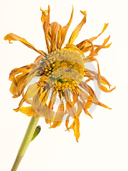 Wilted Dead dried flower