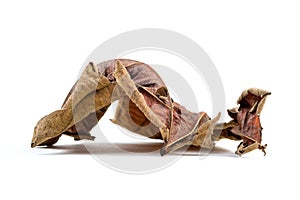 Wilted Dry Leaf Isolated