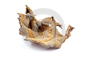 Wilted Dry Leaf Isolated