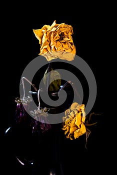 Wilted and dry yellow rose flower on a vase on a black background