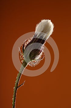 Wilted flower full of seeds