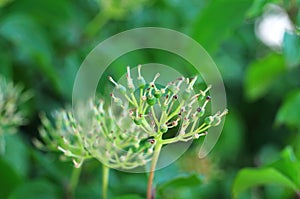 Wilted flowerhead of a common dogwood