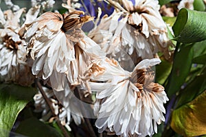 Wilted flowers of chrysanthemum