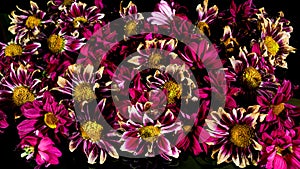 wilted flowers of pink Chrysanthemums on a black background. Top view