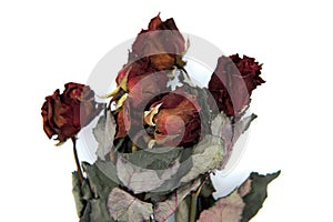 Wilted flowers on a white isolated background. Dead roses that were once a red wedding bouquet