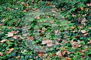 Foliage, green grasses and leaves photo