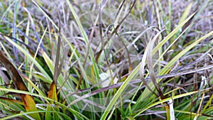 Wilted Grass