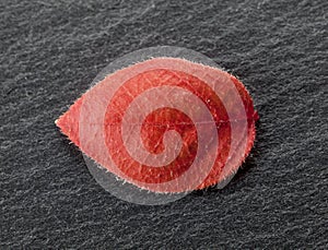 Wilted leaf on black rock