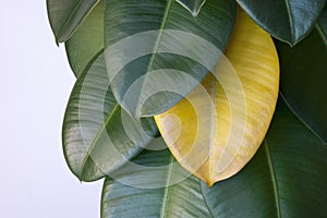 Wilted leaf on green rubber ficus plant Ficus elastica