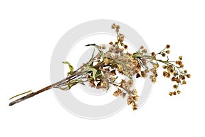 Wilted meadow flowers isolated on white background
