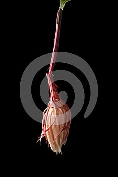 Wilted night-blooming cereus flower on black