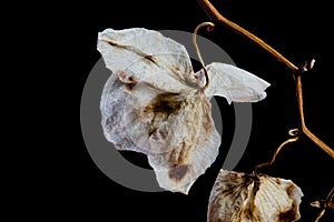 Wilted Orchid Phalaenopsis flower petals isolated on black background