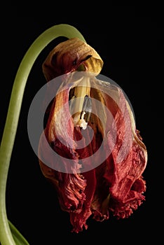 Wilted parrot tulip flower isolated against black